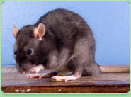 rat control Holloway