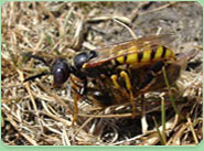 wasp control Holloway
