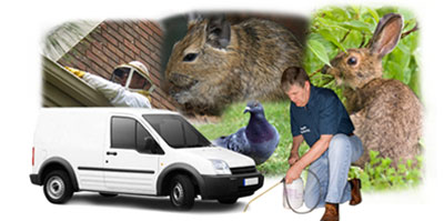 Holloway local van
